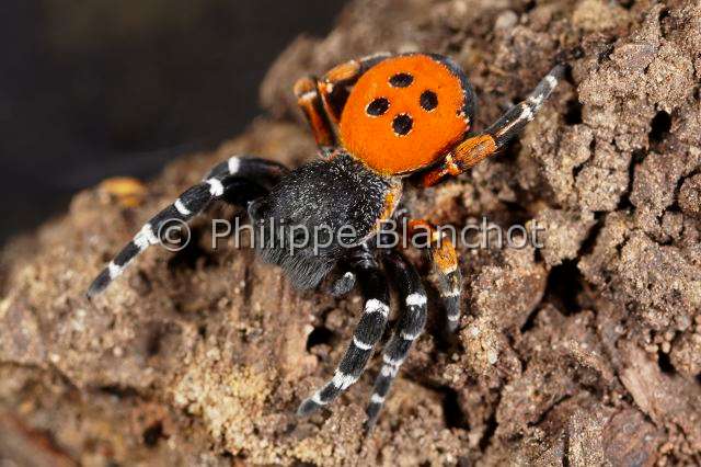 Eresidae_8583.JPG - France, Indre (36), Araneae, Eresidae, Araignée coccinelle (Eresus kollari), mâle, Ladybird Spider